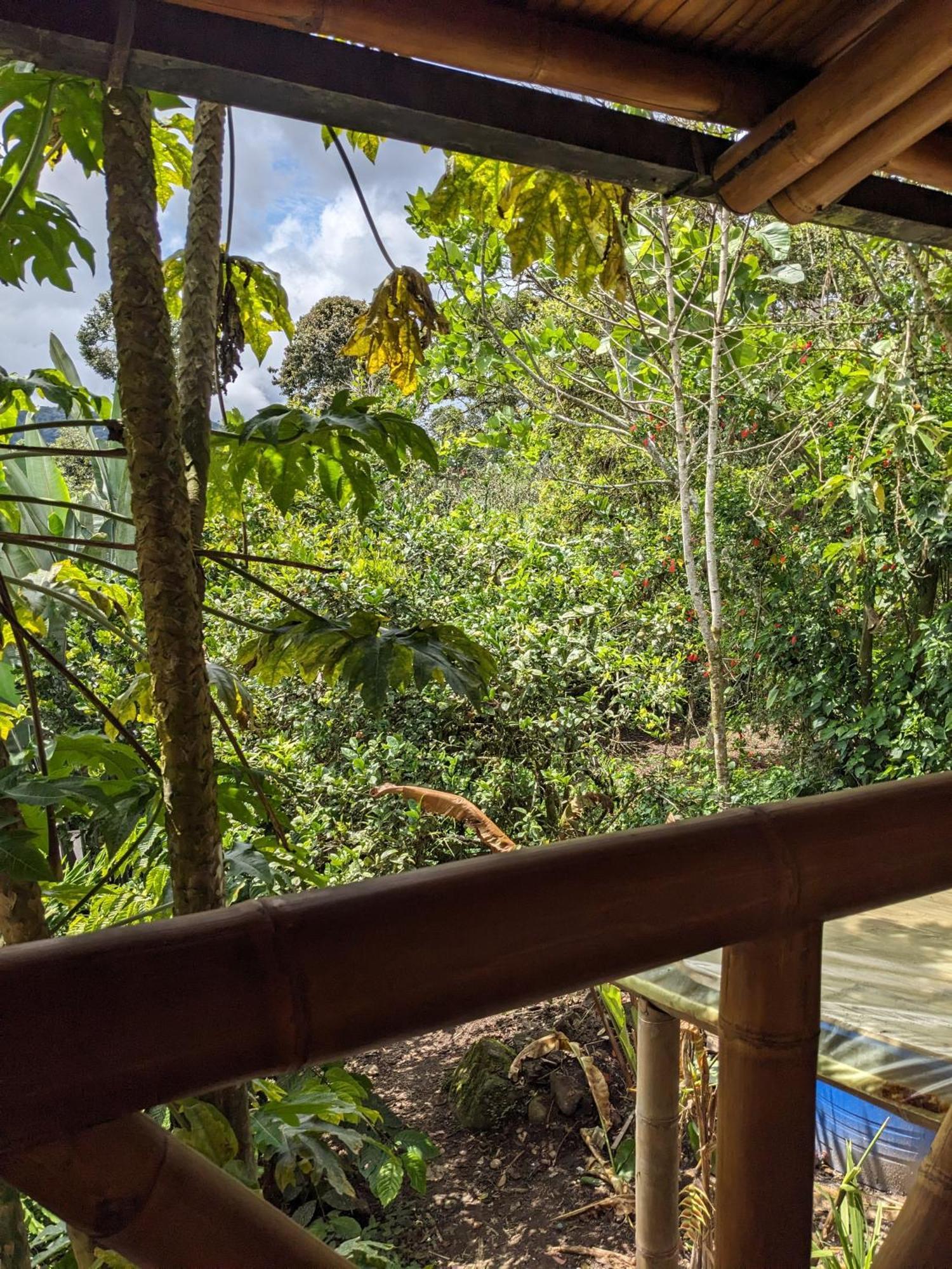 Golden Tree Mindo Eco-Lodge Eksteriør bilde